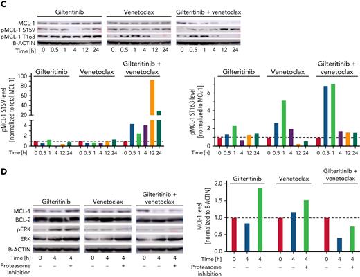 Venetoclax-gilteritinib combination reduces ERK and GSK3B phosphorylation and MCL-1 protein levels via proteasomal degradation. (A) Protein expression of MCL-1, BCL-2, pERK, and total ERK in HL60 cells treated for indicated timespan with 1 μM of gilteritinib, 20 nM of venetoclax, or the combination of both as analyzed by western blotting. B-actin levels are given as loading control. All western blot images have been cropped for improved clarity and conciseness. Quantification was performed using ImageJ. Data are representative of 3 independent experiments. (B) Protein expression of pGSK3A and B, total GSK3A and B, and MCL-1 in HL60 cells treated for indicated timespan with 1 μM of gilteritinib, 20 nM of venetoclax, or the combination of both as analyzed by western blotting. Vinculin levels are given as loading control. Quantification was performed using ImageJ. Data are representative of 3 independent experiments. (C) Protein expression of MCL-1, pMCL-1 S159, and pMCL-1 T163 in HL60 cells treated for indicated time points with 1 μM of gilteritinib, 20 nM of venetoclax, or the combination of both as analyzed by western blotting. B-actin levels are given as loading control. Quantification was performed using ImageJ. Data were obtained from the same biologic replicate as data shown in panel A and are representative of 3 independent experiments. (D) Protein expression of MCL-1, BCL-2, pERK, and total ERK in HL60 cells treated with 1 μM of gilteritinib, 20 nM of venetoclax, or the combination of both with or without the addition of the proteasome inhibitor carfilzomib for 4 hours. B-actin levels are given as loading control. Quantification was performed using ImageJ. Data are representative of 3 independent experiments.