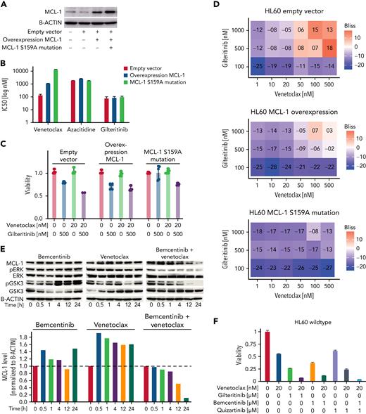 Overexpression of MCL-1 with S159A mutation inducesresistance to venetoclax, and cotargeting of FLT3 and AXL kinase was crucial for combination effect. (A) Protein expression of MCL-1 in parental HL60, empty vector–transduced, MCL-1–overexpressing, and MCL-1 S159A–mutated HL60 cells as analyzed by western blotting. B-actin levels are given as loading control. Data are representative of 3 independent experiments. (B) Fifty percent inhibitory concentrations (IC50s) for venetoclax, azacitidine, and gilteritinib in empty vector–transduced, MCL-1–overexpressing, and MCL-1 S159A–mutated HL60 cells were measured by treating cells in triplicate with the drugs in 7 concentrations (1 nM, 10 nM, 50 nM, 100 nM, 500 nM, 1 μM, and 10 μM) for 48 hours and staining with MTS reagent. IC50 was calculated at grcalculator.org, and representative results of 3 independent experiments are shown. (C) Effect of 20 nM of venetoclax, 500 nM of gilteritinib, or the combination of both on viability of empty vector–transduced, MCL-1–overexpressing, and MCL-1 S159A–mutated HL60 cells. Viability was assessed by staining with MTS reagent and was normalized to untreated cells. Data are presented as mean ± standard deviation (SD) of 3 technical replicates of 1 representative independent experiment (n = 3). (D) Venetoclax-gilteritinib Bliss scores calculated from effect of the drug combination on viability of respectively transduced HL60 cells. Bliss scores are given in a range of −100 to 100, with 100 as maximum Bliss score. Bliss scores of ≥0 indicate synergy. (E) Protein expression of MCL-1, pERK, ERK, pGSK3, and GSK3 in HL60 cells treated for indicated time span with 1 μM of bemcentinib, 20 nM of venetoclax, or the combination of both as analyzed by western blotting. B-actin levels are given as loading control. Quantification was performed using ImageJ. Data are representative of 3 independent experiments. (F) Effect of 20 nM of venetoclax, 1 μM of gilteritinib, 1 μM of bemcentinib, 1 μM of quizartinib, or various combinations of the drugs on viability of HL60 cells. Viability was assessed by staining with MTS reagent and was normalized to untreated cells. Data are presented as mean ± SD of 3 technical replicates of 1 representative independent experiment (n = 3).