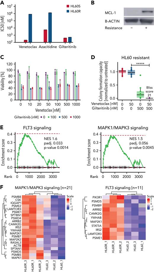 Venetoclax-azacitidine resistanceisassociated with upregulation of MCL-1 and FLT3 signaling and could be partly overcome by gilteritinib. (A) Fifty percent inhibitory concentrations (IC50s) for venetoclax, azacitidine, and gilteritinib in sensitive and venetoclax-azacitidine–resistant HL60 cells were measured by treating cells in triplicate with the drugs in 7 concentrations (1 nM, 10 nM, 50 nM, 100 nM, 500 nM, 1 μM, and 10 μM) for 48 hours and staining with MTS reagent. IC50 was calculated at grcalculator.org, and representative results of 3 independent experiments are shown. (B) MCL-1 levels in sensitive and resistant HL60 cells as estimated by western blotting. Blot is representative of 3 independent experiments. (C) Resistant HL60 cells were treated in technical triplicate with venetoclax (0, 10, 20, 50, 100, 500, and 1000 nM) and gilteritinib (0, 100, 500, and 1000 nM) for 48 hours. Viability was assessed by staining with MTS reagent. Data are presented as mean ± standard deviation from 1 of 3 independent experiments. (D) Effect of venetoclax-gilteritinib combination on colony-formation capacity of resistant HL60 cells was assessed by seeding cells in methylcellulose supplemented with the respective drugs for 10 days. Data of 3 independent experiments with 3 technical replicates each are shown. Bliss scores are given in a range of −100 to 100, with 100 as maximum Bliss score. (E) Normalized enrichment score (NES) plot for FLT3 (left) and MAPK (right) signaling in sensitive vs venetoclax-azacitidine–resistant HL60 cells. (F) Heat map of MAPK (left) and FLT3 (right) signaling–associated proteins differentially expressed in sensitive vs venetoclax-azacitidine–resistant HL60 cells. ∗∗∗∗∗P < .000005.