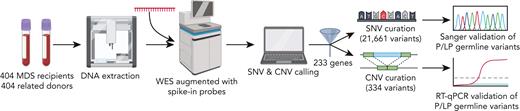 Work flow diagram for the identification of P/LP germ line variants. DNA was extracted from thawed peripheral blood from 404 patients with MDS and was sequenced using an augmented whole-exome sequencing platform. SNVs and CNVs were called in 233 genes, using custom bioinformatic pipelines. A total of 21,661 SNVs and 334 CNVs were manually curated according to the ACMG/AMP and ClinGen SVI-WG guidelines. P/LP germ line variants were validated by Sanger sequencing, subcloning, and/or RT-qPCR. ACMG, American College of Medical Genetics; AMP, Association for Molecular Pathology; ClinGen SVI-WG, Clinical Genome Sequence Variant Interpretation Working Group; CNV, copy number variant; LP, likely pathogenic; MDS, myelodysplastic syndrome; P, pathogenic; RT-qPCR, quantitative real-time PCR; SNV, single-nucleotide variant; WES, whole-exome sequencing.