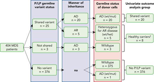 Variant subgroups based on donor status. This schematic identifies subgroups of patients with MDS/HSCT recipients based on the presence or absence of a predisposing variant, the manner of inheritance, whether the variant is shared by the donor and would be disease-causing, as well as subgroups chosen for statistical analyses of outcome parameters. †Healthy carriers refer to recipients with a P/LP variant who received donor stem cells lacking an AD P/LP variant or cells with a heterozygous P/LP allele with an AR mode of inheritance. AD, autosomal dominant; AR, autosomal recessive; het, heterozygous; HSCT, hematopoietic stem cell transplantation; LP, likely pathogenic; MDS, myelodysplastic syndrome; mut, mutated; P, pathogenic; wt, wild-type.