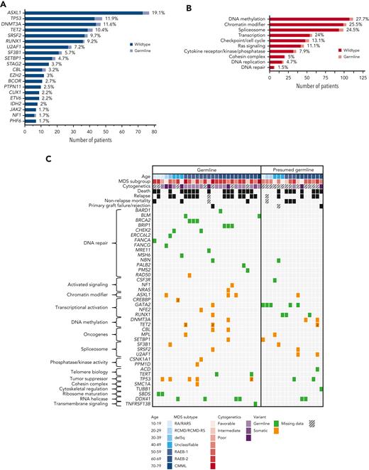 Spectrum and distribution of germ line variants, co-occurring somatic variants, and clinical data. (A) Bar chart displaying the top 20 most commonly affected genes for somatic variants (dark blue, wild-type; light blue, confirmed or presumed germ line variant). Percentages are given at the end of each bar. (B) Bar chart showing the top 10 most commonly affected gene groups (by broad gene ontology and biological pathways) (dark red, wild-type; light red, confirmed or presumed germ line variant). Percentages are given at the end of each bar. (C) Mutational grid with all 28 patients with MDS with confirmed germ line P/LP variants (left) and the 16 patients with MDS with presumed germ line variants (right). Patients are grouped by age at diagnosis in both panels. (Top) Clinical data such as age, MDS subtype, cytogenetic analysis, and outcome parameters, including death, relapse and nonrelapse mortality, and primary graft failure/rejection as well as co-occurring somatic variants (grouped by broad gene ontology and biological pathways) are included. (Bottom) The legend indicates the colors used for age deciles, MDS subgroups, cytogenetic analysis, variant status, and missing data. CMML, chronic myelomonocytic leukemia; MDS, myelodysplastic syndrome; RA, refractory anemia; RAEB, refractory anemia with excess blasts; RARS, refractory anemia with ring sideroblasts; RCMD, refractory cytopenia with multilineage dysplasia; RCMD-RS, refractory cytopenia with multilineage dysplasia and ring sideroblasts.