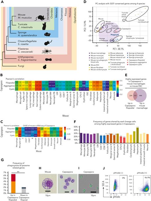 Phagocytes of mouse, tunicate, and sponge are transcriptionally similar to a unicellular organism. (A) Phylogenetic tree of mouse, tunicate, sponge, choanoflagellate, Capsaspora, Ichthyosporea, and fungi. (B-C) Heat map with Pearson correlation of various mouse cell lineages and Capsaspora. Gene expression profiles were compared among 3 stages of Capsaspora and 30 mouse lineages (B) or 15 lineages (C) based on 3237 conserved homologs. Transcriptome data examined by RNA-seq (B) or CAGE method (C) were analyzed. (D) PC analyses of various lineages or stages of 4 species: Capsaspora, sponge, tunicate, and mouse. Expression levels of 3237 conserved homologs were normalized and compared. (E) Venn diagrams with the number of highly expressed genes in Capsaspora filopodial stage or mouse macrophages compared with mouse ESCs. (F) Frequency of genes shared by various mouse cell lineages among 325 highly expressed genes in Capsaspora filopodial stage. Statistical significance of differences between macrophage and the other lineages are also shown. (G) Frequency of phagocytosis-related genes among 325 genes highly expressed in Capsaspora filopodial stage and 2252 genes low expressed in Capsaspora filopodial stage compared with mouse ESCs. Frequency of phagocytosis- and lysosome-related genes expressed higher in mouse macrophages than mouse ESCs are shown. Frequency of genes highly expressed in macrophages compared to mouse ESCs and nonphagocytic blood cells are shown in red and black, respectively. (H) Cytology of mouse phagocyte (left) and Capsaspora (right) was examined by Wright-Giemsa staining. (I-J) Phagocytic activity of Capsaspora was evaluated by engulfment of pHrodo-green beads (I), and frequency of phagocytic cells was evaluated by flow cytometry (J). Data are representative of 2 independent experiments. ∗P < .05, ∗∗P < .01, ∗∗∗∗P < .0001. ESCs, embryonic stem cells; PtC, peritoneal cavity.