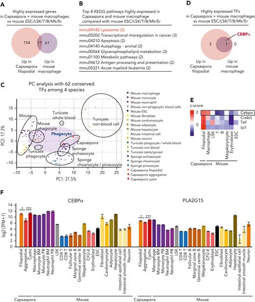 Phagocytes and a unicellular organism share a CEBPα-driven phagocytic program. (A,D) Venn diagrams with the number of highly expressed genes (A) and TFs (D) in Capsaspora or mouse macrophages compared with mouse ESCs and nonphagocytic blood cells. (B) Top 8 KEGG pathways involved in the 11 genes highly expressed in Capsaspora and mouse macrophages compared with mouse ESCs and nonphagocytic blood cells. (C) PC analyses of various lineages or stages of 4 species: Capsaspora, sponge, tunicate, and mouse. Expression levels of 62 conserved TFs were compared. (E) Heatmap of scaled expression levels (z score) of TFs in Capsaspora, mouse macrophages, mouse ESCs, and mouse nonphagocytic blood cells. Four TFs expressed higher in Capsaspora or mouse macrophages than in mouse ESCs and nonphagocytic blood cells were selected. Expression levels were scaled among the 8 cell groups. (F) Expression levels of CEBPα homologs and PLA2G15 homologs in Capsaspora, and various mouse cell lineages. Data are mean ± standard error of the mean. Statistical significance of differences between 3 stages of Capsaspora are shown, ∗P < .05, ∗∗P < .01. KEGG, Kyoto Encyclopedia of Genes and Genomes.