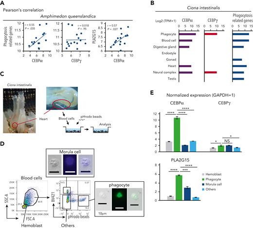 Tunicate and sponge phagocytes highly express CEBPα homologs. (A) Scatter plots of sponge archaeocytes with log2 (TPM + 1) values. The x-axes indicate sponge CEBPα and CEBPγ. The y-axes indicate total expression levels of phagocytosis-related genes and PLA2G15 (CEBPα homologs were excluded from phagocytosis-related genes in these analyses). (B) Expression levels with log2 (TPM + 1) values of CEBPα, CEBPγ, and phagocytosis-related genes in tunicate. Transcriptome data of phagocytes were examined by RNA-seq, and data of the other lineages were based on expressed sequence tag counts obtained from the Ghost Database (http://ghost.zool.kyoto-u.ac.jp/cgi-bin/gb2/gbrowse/kh/). (C) Blood cells of tunicate was aspirated by cardiac puncture. Collected blood cells were incubated with pHrodo beads and analyzed by flow cytometry. (D) Blood cells of tunicate were analyzed by flow cytometry based on their size, autofluorescence, and fluorescence of engulfed beads. (E) Normalized expression levels (Gapdh = 1) of CEBPα, CEBPγ, and PLA2G15 in various lineage blood cells of tunicate were evaluated by RT-qPCR. Data are mean ± standard error of the mean. ∗P < .05, ∗∗∗P < .001, ∗∗∗∗P < .0001.
