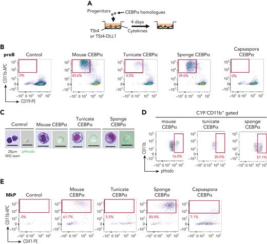 Function of CEBPα to drive the phagocyte program has been conserved from a unicellular organism. (A) Mouse CEBPα and its homologs from tunicate, sponge, and Capsaspora were transduced into pro-B cells, which were analyzed by flow cytometry 4 days later. (B,E,H-I) pro-B cells (B), MkPs (E), ErPs (H) and DN3 cells (I) were transduced with mouse, tunicate, sponge, or Capsaspora CEBPα and then examined by flow cytometry for the indicated lineage markers. Data are representative of 2 to 4 independent experiments. (C,F) The CD11b+ cells generated by transduction with various CEBPα homologs into pro-B cells (C) and MkPs (F) were sorted and their cytology was examined by Wright-Giemsa staining (left). Their phagocytic activity was evaluated by engulfment of pHrodo-green beads (right). (D,G) Phagocytic activities of the generated CD11b+ cells from pro-B cells (D) and MkPs (G) was evaluated by flow cytometry. (J) Wright-Giemsa stain of neutrophil-like cells with ring-shaped or multilobulated nuclei generated by transduction with mouse CEBPα into pro-B cells. (K) Frequency of cell types evaluated by cytology with Wright-Giemsa staining. Cells (n = 100) transduced with mouse, tunicate, or sponge CEBPα were examined. (L) Relative expression of neutrophil-associated genes in pro-B cells 2 days after CEBPα transduction. Relative expression levels (day 0 = 1) with 2−ΔΔCT values normalized with β-actin were shown. Data are mean ± standard error of the mean of 3 replicates. ∗∗P < .01, ∗∗∗P < .001. DN3, double-negative 3; ErPs, erythroid progenitors; MkPs, megakaryocyte progenitors.