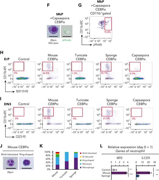 Function of CEBPα to drive the phagocyte program has been conserved from a unicellular organism. (A) Mouse CEBPα and its homologs from tunicate, sponge, and Capsaspora were transduced into pro-B cells, which were analyzed by flow cytometry 4 days later. (B,E,H-I) pro-B cells (B), MkPs (E), ErPs (H) and DN3 cells (I) were transduced with mouse, tunicate, sponge, or Capsaspora CEBPα and then examined by flow cytometry for the indicated lineage markers. Data are representative of 2 to 4 independent experiments. (C,F) The CD11b+ cells generated by transduction with various CEBPα homologs into pro-B cells (C) and MkPs (F) were sorted and their cytology was examined by Wright-Giemsa staining (left). Their phagocytic activity was evaluated by engulfment of pHrodo-green beads (right). (D,G) Phagocytic activities of the generated CD11b+ cells from pro-B cells (D) and MkPs (G) was evaluated by flow cytometry. (J) Wright-Giemsa stain of neutrophil-like cells with ring-shaped or multilobulated nuclei generated by transduction with mouse CEBPα into pro-B cells. (K) Frequency of cell types evaluated by cytology with Wright-Giemsa staining. Cells (n = 100) transduced with mouse, tunicate, or sponge CEBPα were examined. (L) Relative expression of neutrophil-associated genes in pro-B cells 2 days after CEBPα transduction. Relative expression levels (day 0 = 1) with 2−ΔΔCT values normalized with β-actin were shown. Data are mean ± standard error of the mean of 3 replicates. ∗∗P < .01, ∗∗∗P < .001. DN3, double-negative 3; ErPs, erythroid progenitors; MkPs, megakaryocyte progenitors.