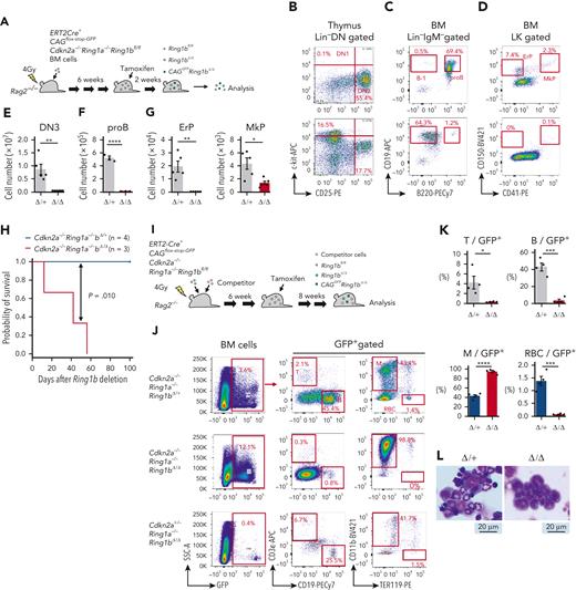 Polycomb-mediated suppression of CEBPα is required for maintenance of various hematopoietic lineages in mouse. (A,I) Experimental procedure for conditional inactivation of polycomb function. BM cells of Ert2Cre-CAGflox-stop-GFP-Cdkn2a−/−Ring1a−/−Ring1bfl/fl mice or Ert2Cre-CAGflox-stop-GFP-Cdkn2a−/−Ring1a−/−Ring1bfl/+ mice were transplanted without (A) or with (I) competitor cells by IV injection into sublethally irradiated Rag2−/− mice. Six weeks later, the transplanted mice were administrated tamoxifen intraperitoneally to delete Ring1b in blood cells. Two (A) or 8 (I) weeks after Ring1b deletion, mice were sacrificed and analyzed. (B-D) Flow cytometric profiles of GFP+ thymocytes (B) and GFP+ BM cells (C-D). Upper and lower panels show data of control (Δ/+; Cdkn2a−/−Ring1a−/−Ring1bΔ/+, n = 5 in panels B and D, and n = 3 in panel C) and Ring1a/b KO (Δ/Δ; Cdkn2a−/−Ring1a−/−Ring1bΔ/Δ, n = 6 in panel B, n = 3 in panel C, and n = 5 in panel D) mice, respectively. (E-G) Number of GFP+ DN3 cells (E), pro-B cells (F), and ErPs and MkPs (G) of control (black) and Ring1a/b KO (red) mice. (H) Survival curve with Kaplan-Meier plots after BM transplantation to sublethally irradiated Rag2−/− mice. Blue and red lines show survival curve of control (Cdkn2a−/−Ring1a−/−Ring1bΔ/+, n = 4) and Ring1a/b KO (Cdkn2a−/−Ring1a−/−Ring1bΔ/Δ, n = 3) mice, respectively. Statistical significance of differences between the survival rates were calculated with the log-rank test. (J) Flow cytometric profiles of whole BM cells of control (n = 4), Ring1a/b KO in Cdkn2a−/− background (n = 4), and Ring1a/b KO in Cdkn2a+/− background (n = 3) mice with competitor cells. (K) Percentage of myeloid cells, RBCs, T cells, and B cells among GFP+ BM cells of control (blue) and Ring1a/b KO (red) mice with competitor cells. (L) Wright-Giemsa stain of BM smears obtained from control and Ring1a/b KO mice with competitor cells. Data are mean ± standard error of the mean. ∗P < .05, ∗∗P < .01, ∗∗∗P < .001, ∗∗∗∗P < .0001.