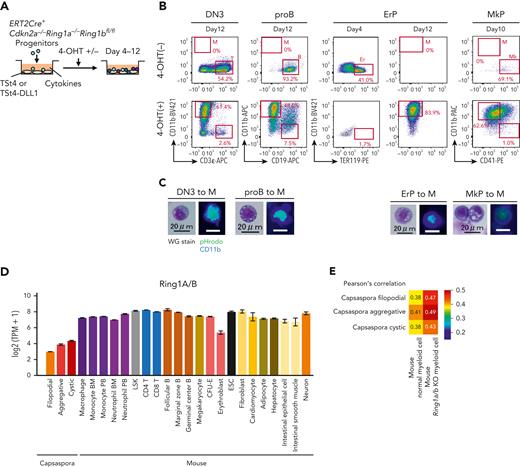 Various lineage progenitors were reverted into the primordial lineage of phagocytes by Ring1a/b KO. (A) DN3 cells, pro–B cells, ErPs, and MkPs isolated from Ert2Cre-Cdkn2a−/−Ring1a−/−Ring1bfl/fl mice were cocultured with TSt4 or TSt4-DLL1 cells for 4 to 12 days with or without 4-OHT in the presence of 10 ng/mL of stem cell factor, Flt3-L, interleukin 1α (IL-1α), IL-3, IL-7, tumor necrosis factor α, and granulocyte-macrophage colony-stimulating factor. For ErPs and MkPs, 2 U/mL of erythropoietin and 50 ng/mL of thrombopoietin were added, respectively. (B) Flow cytometric profiles of the cultured cells. Data are representative of 3 independent experiments. (C) Cytology of the generated CD11b+ cells was examined by Wright-Giemsa staining (left), and their phagocytic activity was evaluated by pHrodo-green beads with CD11b-BV421 staining (right). (D) Expression levels of Ring1A/B homologs in Capsaspora and various mouse cell lineages. (E) Heat map with Pearson correlation of mouse normal and Ring1a/b KO myeloid cells and Capsaspora.