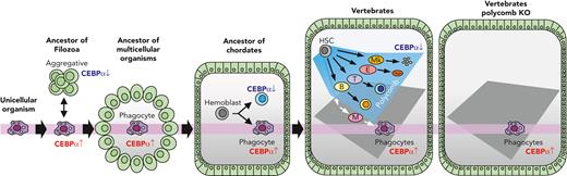 Schematic illustration for the evolution of blood cells. A component of the unicellular organism phenotype has been seamlessly inherited as phagocytes in multicellular animals. Vertebrates acquired various lineage blood cells by suppressing CEBPα using polycomb complexes. When polycomb function was impaired, hematopoiesis was reverted into a primitive one with phagocytes alone.