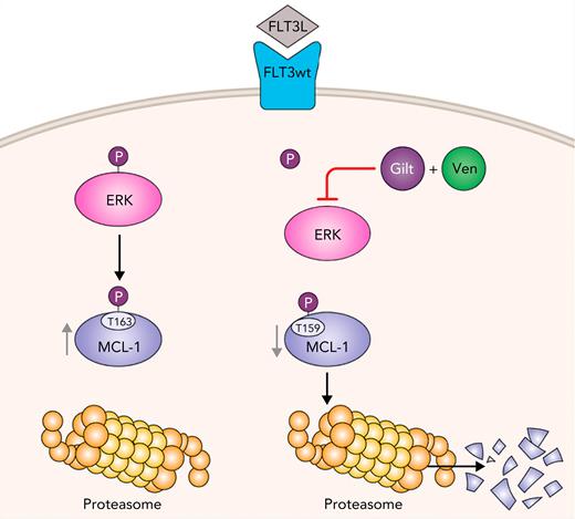 Gilteritinib (Gilt) combined with venetoclax (Ven) leads to proteasomal degradation of MCL-1, which overcomes venetoclax resistance in FLT3wt AML. Gilt and Ven combination dephosphorylates Extracellular signal Regulated Kinase (ERK), which induces phosphorylation of MCL-1 at serine 159 in FLT3wt AML cells. This leads to downregulation of MCL-1 caused by its proteosomal degradation. Professional illustration by Patrick Lane, ScEYEnce Studios.