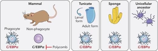 Diagram summarizing the findings described by Nagahata et al. The authors compared the gene expression programs of phagocytic cells from mice with those from a tunicate (Ciona), sponge (Amphimedon), and the single-celled metazoan precursor Capsaspora, revealing the selective expression of CEBPα homologs. They also found that in nonphagocytic mouse hematopoietic cells, Cebpa is repressed by the Polycomb complex. A representation of a circulating macrophage from mice is shown on the bottom. The image is also used for a generic representation of phagocytes from the more primitive species. Professional illustration by Patrick Lane, ScEYEnce Studios.