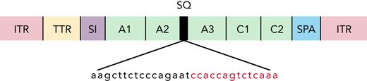 Noncodon optimized AAV-cFVIII-BDD vector structure. ITR, inverted tandem repeat; SI, synthetic chimeric intron; SPA, synthetic polyadenylation sequence; TTR, transthyretin promoter.