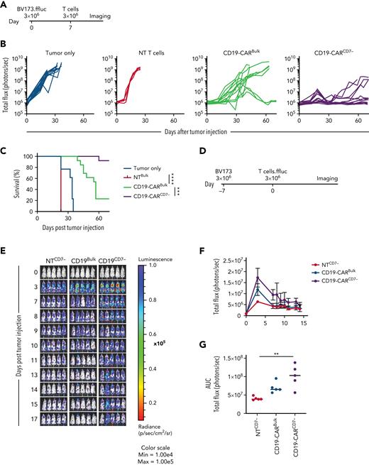 CD19-CARCD7− T cells outperform CD19-CARBulk in vivo. (A) Schematic of BV173 xenograft model: NSG mice were injected IV via tail vein with 3 × 103 BV173.ffluc cells on day 0 and a single dose of 3 × 106 T cells on day 7. (B) Bioluminescence data (total flux = photons per second) tumor only (N = 15), NT T cells (N = 5), CD19-CARBulk (N = 13), and CD19-CARCD7− (N = 13). (C) Survival curve (∗∗∗P < .001; ∗∗∗∗P < .0001, Mantel-Cox log-rank test). (D) Schematic of in vivo persistence experiment: NSG mice were injected with 3 × 103 BV173 cells 7 days prior to a single dose of 3 × 106 CAR.ffluc T cells. (E) Corresponding bioluminescence imaging. (F) Quantitative bioluminescence data. (G) Area under the curve (AUC) of total flux in photons per second of bioluminescence (N = 5 per group; P < .01 between NTCD7− and CD19-CARCD7−; all other comparisons, ns; 1-way ANOVA). ns, not significant.