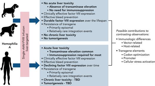 Comparison of observations in dogs vs humans after AAV gene therapy in hemophilia A. TBD, to be determined through long-term follow-up studies.