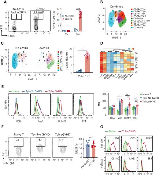 An experimental murine model of cGVHD shows expansion of Tph cells in the blood. Irradiated BALB/c recipients were engrafted with TCD-BM alone (no GVHD) or plus splenic Thy1.2+ T cells (2 × 105) to induce cGVHD, and approximately 40% of cGVHD recipients survived at 60 days after HCT. (A) PD1 versus CXCR5 expression among CD4+T cells at day 60 after HCT in the PBL from recipients with no GVHD or with cGVHD. (B, C) Cluster identification was visualized using UMAP to analyze peripheral blood CD4+T cells among 4 recipients with no GVHD and 8 recipients with cGVHD. Fractions of Tph cells were also calculated. (D) Heatmap shows protein expression levels among the clusters in (B). (E) Intracellular expression levels of BCL6, MAF, BLIMP1, and IRF4 were examined among Tph cells from recipients with no GVHD or cGVHD and naïve CD4+ T cells from no-GVHD recipients. MFI was also calculated. (F) PBMCs were stimulated with PMA and ionomycin, and subsequent IL-21 expression levels were measured. (G) Exhaustion-related markers PD1, ICOS, TIGIT, CD160, LAG3, and 2B4 were also compared. Data represent mean ± SEM. P values were calculated by 2-way ANOVA with Holm-Sidak test (A, E) and unpaired Student t test (C, F). ∗P < .05; ∗∗P < .01; ∗∗∗P < .001; ∗∗∗∗P < .0001.