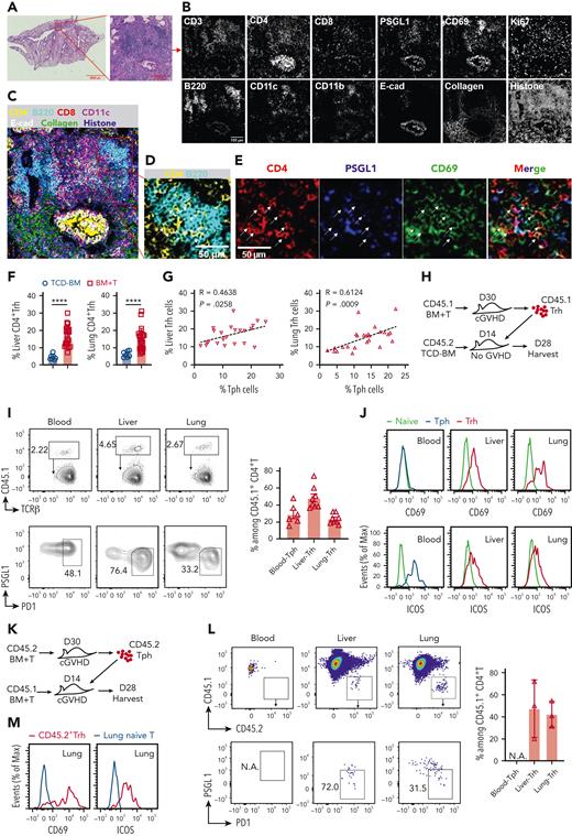 Pathogenic Tph cells and Trh cells traffic between the blood and cGVHD target tissues. Lung FFPE slides from cGVHD mice were processed to visualize lymphocyte infiltration via imaging mass cytometry (N = 4). (A) Selected lung lymphocyte infiltration area via hematoxylin-eosin stains. (B) Representative images of 12 markers are shown. (C) Merged channels image shows signals of CD4, B220, CD8, CD11c, E-cadherin, collagen, and histone. (D) Merged channels image shows signals of CD4 and B220 within lung inducible bronchus-associated lymphoid tissue (iBALT). (E) Images show signals of CD4, PSGL1, CD69, and merged channels in lung iBALT. (F) Percentage of liver (N = 23) and lung (N = 25) PSGL1loPD1hi Trh cells among total CD4+ T cells in cGVHD mice and compared with Trh cells (N = 7) from no-GVHD mice by flow cytometry on day 60 after HCT. (G) Correlations between percentage of liver Trh cells and Tph cells, and between percentage of lung Trh cells and Tph cells were analyzed. (H) Diagram of transfer experiments in which donor CD45.1+ Trh cells in the liver and lung of primary cGVHD mice were isolated on day 30 after HCT and transferred into CD45.2+ adoptive recipients of no-GVHD mice on day 14 after HCT. Fourteen days after cell transfer, CD45.1+ T cells were isolated from the adoptive recipients and analyzed (N = 8). (I) Percentages of Tph cells from blood and Trh cells from liver and lung were measured among injected CD45.1+ T cells, mean ± SEM. (J) Representative panel of CD69 and ICOS expression of CD45.1+ Tph cells in the blood and CD45.1+ Trh cells in the liver and lung compared with tissue-matched naïve CD4+ T cells. (K) Diagram of transfer experiments in which donor CD45.2+ blood Tph cells of primary cGVHD mice were enriched at day 30 after HCT and adoptively transferred into CD45.1+ cGVHD recipients at 14 days after HCT. CD45.2+ T cells were monitored 14 days later (N = 3). (L) CD45.2+ T cells in the blood, liver, and lung were identified and tested for PSGL1 versus PD1 expression as shown for 1 representative recipient (left) and calculated (right), mean ± standard deviation. (M) Representative panel of CD69 and ICOS expression of lung CD45.2+Trh cells compared with naïve T cells. P values were calculated by unpaired Student t test (F) and nonparametric Spearman correlation (G). ∗P < .05; ∗∗P < .01; ∗∗∗P < .001; ∗∗∗∗P < .0001.
