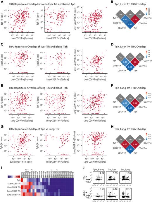 Tph cells share large portions of repertoires with Trh cells. Tph cells in the blood and CD69+ or CD69- Trh subsets in the liver and lung of cGVHD recipients 30 days after HCT were isolated for TCR-Seq analysis to compare the similarity of TCR repertoires. Because of lymphopenia in cGVHD mice, peripheral blood mononuclear cells from 15 mice were pooled for a single sorting experiment and liver or lung mononuclear cells were pooled from 5 mice. (A, C) Scatterplot comparison of TRB and TRA repertoire fractions between Tph cells and liver CD69+ or CD69- Trh cells. (B, D) TCR repertoire similarity of TRB and TRA in A and C was compared by Morisita’s overlap index. (E, G) Scatterplot comparison of TRB and TRA repertoire fractions between Tph cells and lung CD69+ or CD69- Trh cells. (F, H) TCR repertoire similarity of TRB and TRA in E and G was compared by Morisita’s overlap index. (I) Heatmap of gene use of TRB-V segments among Tph from blood, CD69-, and CD69+ Trh subsets from the liver and lung. (J) Two representative TCR clonotypes TCR-Vα2.2-Vβ3 and TCR-Vα2.2-Vβ8.3 were measured by flow cytometry among Tph cells from blood, Trh cells from the liver, and lung of cGVHD recipients.