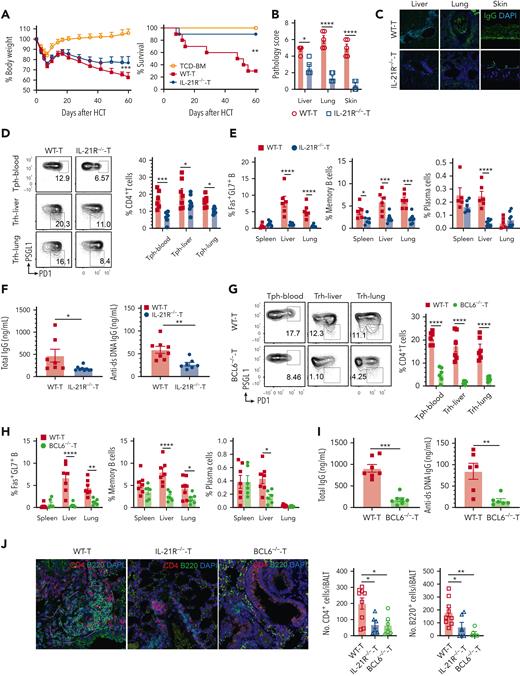 Absence of IL-21R or BCL6 in donor T cells reduces expansion of Tph and Trh cells and ameliorates cGVHD. WT or IL-21R-/- C57BL/6 donor T cells (0.2 × 106) were engrafted with or without WT C57BL/6 TCD-BM cells (2.5 × 106) in lethal total body irradiation–conditioned BALB/c recipients. The BALB/c recipients given TCD-BM alone or with WT-T or IL-21R-/--T cells were assessed at day 60 after HCT. (A) Curves of percent body weight and percent survival are shown. (B) GVHD pathology scores. (C) Representative staining of IgG deposition in the liver, lung, and skin. Original magnification ×200. (D) Tph cells among CD4+ T cells from blood and Trh cells among CD4+ T cells from liver and lung were measured and calculated. (E) Percentages of Fas+GL7+ B cells among total B cells, memory B cells among IgD- B cells, and plasma cells from the spleen and liver were measured. (F) Serum concentrations of total IgG and anti-dsDNA IgG were measured with ELISA. (G) Tph cells among CD4+ T cells from blood and Trh cells among CD4+ T cells from the liver and lung of BALB/c recipients after HCT with TCD-BM plus WT-T or BCL6-/- T cells. (H) Percentages of Fas+GL7+ B cells among total B cells, memory B cells among IgD- B cells, and plasma cells from the spleen and liver were measured. (I) Serum concentrations of total IgG and anti-dsDNA IgG were measured with ELISA. (J) Representative confocal images show CD4+ and B220+ cells in the lung iBALT among WT, IL-21R-/-, and BCL6-/- cGVHD mice. Counts of CD4+ and B220+ cells per iBALT are also shown. Original magnification ×200. Results (mean ± SEM) are combined from 2 replicate experiments. N = 7 to 10. P values were calculated by nonlinear regression with comparison of fits and log-rank test for survival compared with TCD-BM (A), 2-way ANOVA with Holm-Sadik test (B, D, E, G, H), unpaired Student t test (F, I), and 1-way ANOVA with Holm-Sadik test (J). ∗P < .05; ∗∗P < .01; ∗∗∗P < .001; ∗∗∗∗P < .0001.