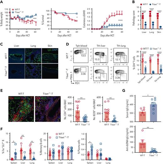Absence of T-bet in donor T cells reduces expansion of Tph and Trh cells and ameliorates cGVHD. (A) Irradiated BALB/c recipients were engrafted with T cells from WT or T-bet-/- C57BL/6 donors together with TCD-BM from WT C57BL/6 donors. The recipients were monitored for body weight changes and survival for up to 60 days after HCT. Curves of percent body weight, percent survival, and cutaneous cGVHD score are shown. (B) GVHD pathology score. (C) One representative pattern of IgG deposition in the liver, lung, and skin is shown for 4 replicate experiments. Original magnification ×200. (D) Percentages of Tph cells among CD4+ T cells from the blood and Trh cells among CD4+ T cells from the liver and lung of recipients given WT or T-bet-/- donor T cells were examined by flow cytometry. (E) Representative confocal images show CD4+ and B220+ cells inside the lung iBALT of WT and T-bet-/- cGVHD mice. Original magnification ×200. Counts of CD4+ and B220+ cells per iBALT are also shown. (F) Percentages of Fas+GL7+ B among total B cells, memory B cells among IgD- B cells, and plasma cells were measured. (G) Concentration of serum total IgG and anti-dsDNA IgG was measured with ELISA. Mean ± SEM is combined from 2 replicate experiments, N = 10. P values were calculated by nonlinear regression with comparison of fits and log-rank test (A), 2-way ANOVA with Holm-Sadik test (B, D, F), and unpaired Student t test (E, G). ∗P < .05; ∗∗P < .01; ∗∗∗P < .001; ∗∗∗∗P < .0001.