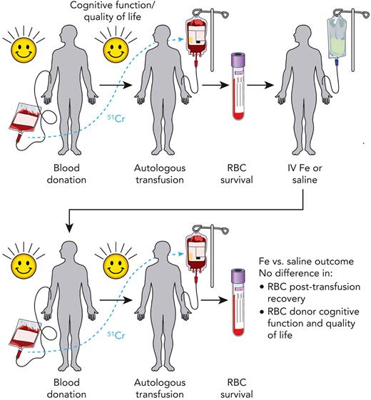 Study schema of the DIDS. Frequent blood donors who were iron (Fe) deficient (defined as ferritin <15 μg/L and zinc protoporphyrin >60 μMol/mol heme) but eligible for blood donation were recruited. Each participant donated an RBC unit, which was stored for 40 to 42 days, labeled with chromium-51 (51Cr), autologously transfused, and then assessed for 24-hour posttransfusion recovery. These individuals were then randomized to receive intravenous (IV) saline or iron. Approximately 145 days (129-162 days, with some pandemic-related exceptions) after randomization, participants donated a second RBC unit, which was likewise stored for 40 to 42 days, labeled with 51Cr, autologously transfused, and assessed for 24-hour posttransfusion recovery. Assessment of quality of life (via the RAND Health Survey) and cognitive function (via the Cognition Fluid Composite Score) was done before each blood donation and measurement of 24-hour posttransfusion recovery. Although iron repletion successfully corrected iron deficiency, on average, RBC units donated from iron-repleted individuals failed to display any difference in 24-hour posttransfusion recovery when compared with saline-treated controls. Secondary analyses, including quality of life and cognitive function, likewise found no difference between iron-repleted and saline-treated blood donor participants.