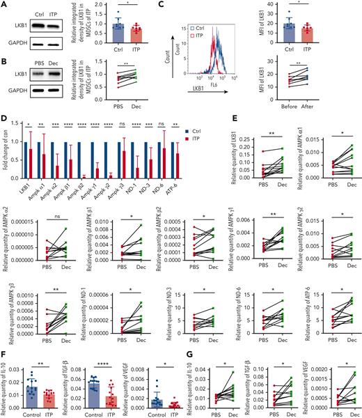 Low-dose decitabine upregulated the expression of downstream regulators of the LKB1 signaling pathway and inhibitory cytokines in MDSCs. (A-B) Representative western blots of MDSC LKB1 and GADPH in MDSCs from healthy controls and ITP patients, with or without decitabine modulation in vitro. Relative LKB1 protein expression, obtained via densitometry (Ctrl vs ITP, unpaired t test, ∗P = .0232; PBS vs decitabine, paired t test, ∗∗P = .0051). (C) LKB1 expression in CD11b+CD33+HLA-DRlow cells from healthy controls and ITP patients before and after decitabine treatment in vivo. LKB1 expression was significantly lower in ITP patients than in healthy controls (Ctrl vs ITP, unpaired t test, ∗P = .0474; before decitabine vs after decitabine, paired t test, ∗∗P = .0059). (D) The mRNA expression of proteins involved in the LKB1–AMPK signaling pathway in MDSCs cultured in vitro from ITP patients and healthy controls (Ctrl vs ITP: multiple unpaired t test, ∗PLKB1 = .0229, ∗∗PAMPKα1 = .0024, ∗∗∗PAMPKα2 = .0002, ∗∗∗∗PAMPKβ1 < .0001, ∗∗∗∗PAMPKβ2 < .0001, ∗∗∗∗PAMPKγ1 < .0001, ∗∗∗∗PAMPKγ2 < .0001, PAMPKγ3 = .0967, ∗∗∗∗PND-1 < .0001, ∗∗∗PND-3 = .0004, PND-6 = .0533, ∗∗PATP-6 = .0037), which (E) significantly increased after in vitro decitabine modulation in ITP patients (PBS vs decitabine: multiple paired t test,∗∗PLKB1 = .0048, ∗PAMPKα1 = .0341, PAMPKα2 = .1034, ∗PAMPKβ1 = .0489, ∗PAMPKβ2 = .0399, ∗∗PAMPKγ1 = .0019, ∗PAMPKγ2 = .0387, ∗∗PAMPKγ3 = .0047, ∗PND-1 = .0279, ∗PND-3 = .0276, ∗PND-6 = .0199, ∗PATP-6 = .0116). Likewise, (F) The level of inhibitory cytokines in MDSCs cultured in vitro from ITP patients and healthy controls (healthy control vs ITP: Multiple unpaired t test, ∗∗PIL-10 = .0027, ∗∗∗∗PTGF-β < .0001, ∗PVEGF = .0147), which (G) significantly increased after in vitro decitabine modulation in ITP patents (PBS vs decitabine: multiple unpaired t test, ∗PIL-10 = .0165, ∗PTGF-β = .0210, ∗PVEGF = .0298).