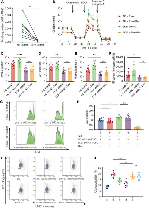 LKB1 shRNA interference offset the altered metabolic activity and suppressed function augmentation of MDSC induced by decitabine in vitro. (A) LKB1 shRNA transfection for 3 days successfully silenced LKB1 in the MDSCs of ITP patients, achieving ≥ 69.26% LKB1 knockdown, determined via RT-PCR (n = 7, paired t tests, ∗∗P = .0091). (B) The MDSCs of patients with ITP were treated with NC shRNA, NC shRNA + Dec, LKB1 shRNA, or LKB1 shRNA + Dec, during in vitro culture, and the OCR was measured. (C-E) Respective mitochondrial parameters including basal respiration (paired t tests, ∗∗∗∗PNC shRNA vs LKB1 shRNA < .0001, PLKB1 shRNA vs LKB1 shRNA+Dec = .0909), ATP production (paired t tests, ∗∗PNC shRNA vs LKB1 shRNA = .0036, PLKB1 shRNA vs LKB1 shRNA+Dec = .2269), and maximal respiration (paired t tests, ∗∗PNC shRNA vs LKB1 shRNA = .0035, PLKB1 shRNA vs LKB1 shRNA+Dec = .0561). (F) In ITP patients, intercellular ATP level was lower in LKB1 shRNA-MDSCs than in NC shRNA-MDSCs, with no significant improvement after decitabine treatment (paired t tests, ∗PNC shRNA vs LKB1 shRNA= .0436, PLKB1 shRNA vs LKB1 shRNA+Dec = .1181). (G) Representative histograms of CD4+CFSE+ effector T-cell proliferation. The effector T-cell division index reflects cell proliferation after 5 days of coculture with MDSCs. (H) The inhibitory function of effector T cells cocultured with LKB1 shRNA-MDSCs was lower than that cocultured with NC shRNA-MDSCs (paired t tests, ∗∗∗∗PNC shRNA vs LKB1 shRNA < .0001); there was no significant statistical difference in the immunosuppression of MDSCs transfected with LKB1 shRNA whether treated with decitabine or not (paired t tests, PLKB1 shRNA vs LKB1 shRNA+Dec = .0729); after treatment with decitabine, the immunosuppression of MDSCs transfected with NC shRNA was significantly increased (paired t-test, ∗P NC shRNA vs NC shRNA+Dec =.0113). (I) The gated dot plots present CTL-induced platelet apoptosis after 3 days of coculture with NC shRNA or LKB1 shRNA MDSCs in ITP. (a) Platelets only. (b) Platelets + CTLs. (c) Platelets + CTLs + NC shRNA-MDSC(PBS). (d) Platelets + CTLs + NC shRNA-MDSC(Dec). (e) Platelets + CTLs + LKB1 shRNA-MDSC(PBS). (f) Platelets + CTLs + LKB1 shRNA-MDSC(Dec). (J) LKB1 blockade resulted in significantly weaker immunosuppressive capacity of MDSCs on the cytotoxicity of CTLs, compared with controls (paired t test, ∗∗PPLT+CTL+NC shRNA-MDSC(PBS) vs PLT+CTL+LKB1 shRNA-MDSC(PBS) = .0022). Moreover, LKB1 shRNA interference masked the effect of decitabine to enhance MDSC function (∗∗∗∗PPLT+CTL vs PLT+CTL+NC shRNA-MDSC(Dec) < .0001, paired t test, PPLT+CTL+LKB1 shRNA-MDSC(PBS) vs PLT+CTL+LKB1 shRNA-MDSC(Dec) = .3121, ∗∗∗PPLT+CTL+NC shRNA-MDSC(PBS) vs PLT+CTL+NC shRNA-MDSC(Dec) = .0007).