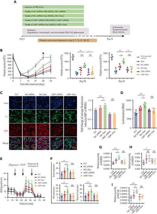 LKB1 shRNA interference offset rescuing effect of decitabine-treated MDSC in a murine model of ITP. (A) A schematic diagram denoting different interventions for ITP mice. KO, knockout. (B) The dotted lines represent the platelet counts of SCID mice.The star indicates significant differences between groups emerged on day 28. On days 28 and 35, platelet counts were significantly higher in NC + Dec group. Significance among groups was determined by 2-way ANOVA (multiple comparisons on day 28: ∗∗∗PCtrl vs NC+Dec = .0005, ∗PNC+Dec vs LKB1+Dec = .0312; day 35: ∗∗∗PCtrl vs NC+Dec = .0005, ∗PNC shRNA vs NC+Dec = .0198, ∗∗PNC+Dec vs LKB1+Dec = .0033). (C) Immunofluorescence images of femurs stained on day 35 with fluorescein isothiocyanate (green; MDSCs), cy3 (red; LKB1), and 4′,6-diamidino-2-phenylindole (DNA). Representative staining of nuclei, Ly-6C, LKB1, and merged spleen images. Ten areas of 80 × 80 μm were randomly selected from the 6G/Ly-6C+ cell-rich areas of the film. MDSCs were counted per merged view, and MDSC-positive cell LKB1 expression was estimated from the mean fluorescence intensity, using ImageJ. Five trials were conducted for each group. Original magnification, scale bars: 20 μm. LKB1 fluorescence intensity (reflecting LKB1 expression) was significantly higher in the NC + Dec group than in Ctrl and NC shRNA group, and there was no statistically significant difference between the LKB1 shRNA group and LKB1 + Dec group (unpaired t test, ∗∗∗PCtrl vs NC+Dec = .0005, ∗PNC shRNA vs NC+Dec = .0349, PLKB1 shRNA vs LKB1+Dec = .9713). (D) ATP production was significantly higher in the NC + Dec group than Ctrl and NC shRNA group; however, there was no statistically significant difference between the LKB1 shRNA group and the LKB1 + Dec group (unpaired t test, ∗∗∗PCtrl vs NC+Dec = .0002, ∗PNC shRNA vs NC+Dec = .0152, PLKB1 shRNA vs LKB1+Dec = .9681). (E) MDSCs were sorted from bone marrow for OCR assessment. OCR was significantly higher in the NC + Dec group than in Ctrl and NC shRNA group. (F) basal respiration (unpaired t test, ∗∗PCtrl vs NC+Dec = .0010, ∗PNC shRNA vs NC+Dec = .0370, PLKB1 shRNA vs LKB1+Dec = .6933), ATP production (unpaired t test, ∗∗PCtrl vs NC+Dec = .0018, ∗PNC shRNA vs NC+Dec = .0355, PLKB1 shRNA vs LKB1+Dec = .9938), and maximal respiration (unpaired t test, ∗∗∗PCtrl vs NC+Dec = .0003, ∗∗PNC shRNA vs NC+Dec = .0098, PLKB1 shRNA vs LKB1+Dec = .8724). (G-I) ACADM and PGC1β mRNA expression were significantly higher in the NC + Dec group than in the Ctrl and NC shRNA group (Unpaired t test. ACADM: ∗∗∗P Ctrlvs. NC+Dec=0.0005, ∗P NC shRNAvs. NC+Dec=0.0331; PGC1β: ∗∗∗P Ctrlvs. NC+Dec=0.0008, ∗P NC shRNAvs. NC+Dec=0.0390). HADHA mRNA expression was significantly higher in the NC + Dec group than in the Ctrl group and was not statistically significantly different from that of NC shRNA (∗P Ctrlvs. NC+Dec=0.0212, P NC shRNAvs. NC+Dec=0.6881). The mRNA expressions of ACADM, PGC1β, and HADHA showed no significant difference between LKB1 shRNA and LKB1 + Dec.