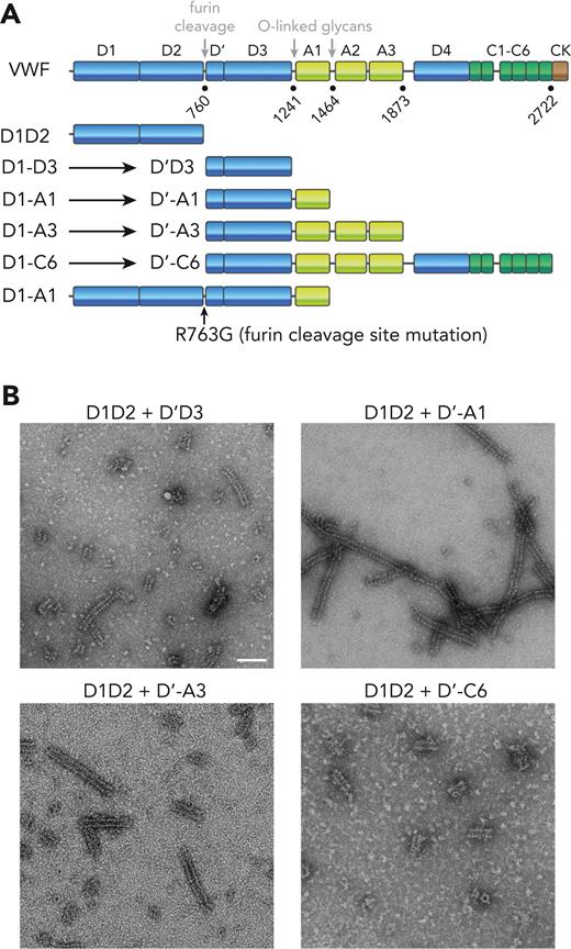 Diagrams of VWF domain organizationshowingsegments produced for supramolecular assembly. (A) The primary structure of VWF is displayed with the major assemblies/domains labeled. Amino acid residue numbers at boundaries of segments studied herein are indicated. The VWF segments produced and analyzed in this study have been shown. All expression plasmids encoded segments beginning with D1, but, owing to furin cleavage (except in the R763G mutant), protein fragments beginning at D’ were obtained for segments extending past D2. (B) Electron micrographs of negatively stained tubular assemblies formed upon incubation of the indicated VWF segments. Scale bar is 100 nm and applies to all micrographs.