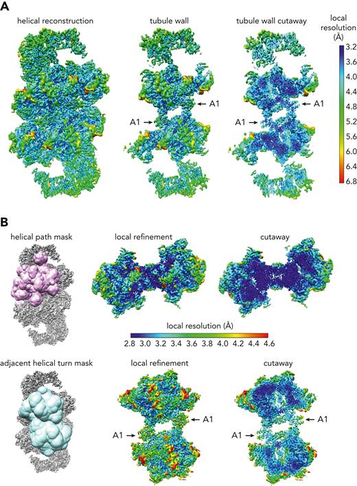 VWF tubule maps. (A) VWF map obtained by helical reconstruction, colored according to local resolution. The left panel shows the full map, the central panel is a slab containing the front wall of the tubule, and the right panel is a cutaway view of the tubule wall. (B) Maps obtained by local refinement of the indicated masked regions. The resolution scale bar applies to the local refinement maps for both masks.