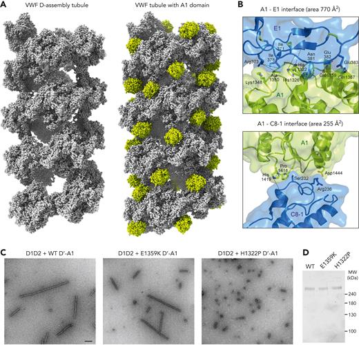 The A1 domain in VWF tubules. (A) Atomic sphere representation of D-assembly tubules (left)14 and tubules containing the A1 domain, colored chartreuse (right). (B) Details of the 2 interfaces between A1 and the D-assemblies in the tubule. Dashed lines represent potential hydrogen bonds between side chains and backbone atoms, which are not shown explicitly in the ribbon diagram. (C) Electron micrographs of negatively stained tubular assemblies formed upon incubation of D1D2 with the indicated VWF D′-A1 variants. Scale bar is 200 nm and applies to the 3 micrographs. (D) Denaturing, nonreducing polyacrylamide gel of the dimeric, disulfide-bonded D’-A1 samples used for the experiment shown in panel C.
