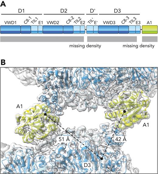 Disordered linker between D3 and A1. (A) Illustration of the VWF amino-terminal segment showing the disordered regions in the tubule (missing density). (B) The end point of a D3 assembly modeled into the tubule map (residue 1197) and the start point of the 2 nearest A1 domains (residue 1263) are indicated by black circles. Dashed lines indicate the 2 possible connectivities with distances indicated. The shorter distance is not necessarily the more likely to represent a covalent connection.