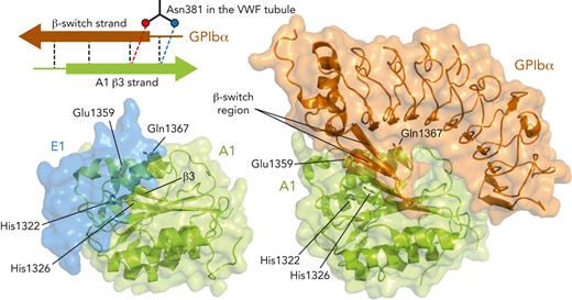 Comparison of A1 tubule binding and GPIbα binding. In the upper left is a diagram of hydrogen bonding interactions (dashed lines; not to scale) made by the A1 edge strand with either Asn381 in the VWF tubule or with a β-switch strand in the GPIbα complex. The 2 hydrogen bonds made with the Asn381 side chain are replaced by interstrand hydrogen bonds in the GPIbα complex. In the structure images, A1 is shown looking down the central β-sheet. A semitransparent surface of E1 (blue) is shown to indicate where it contacts A1 (left); the complex between A1 and GPIbα (PDB code 1SQ0) (right).