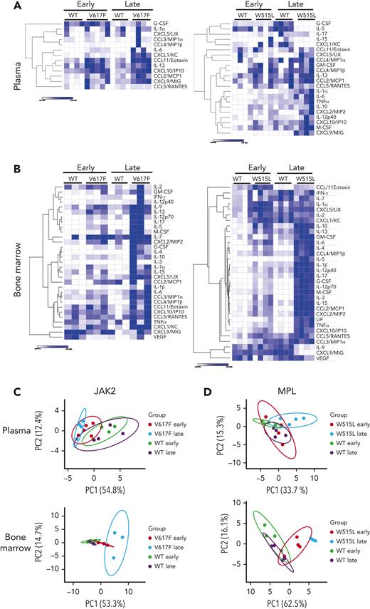 Numerous cytokinesare increased withdisease progression. Heat maps of cytokines detected in the plasma (A) and BM (B) of mice transplanted with Jak2WT or Jak2V617F (left) and mice transplanted with MPLWT or MPLW515L (right). N = 3 to 4 mice per group. Heat maps display the minimum and maximum values for each row independently. Principal component analysis of cytokine values detected in the plasma and BM of Jak2WT or Jak2V617F (C) or MPLWT or MPLW515L (D). G-CSF, granulocyte colony-stimulating factor; GM-CSF, granulocyte macrophage colony-stimulating factor; IFN-γ, interferon gamma; LIF, leukemia inhibitory factor; M-CSF, macrophage colony-stimulating factor; PC1, principal component 1; TNFα, tumor necrosis factor α; VEGF, vascular endothelial growth factor.