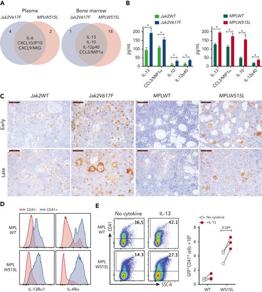 The IL-13 pathway is upregulated in MPN mouse models. (A) Venn diagram showing the cytokines that were upregulated in both Jak2V617F and MPLW515L mice in the plasma or BM. (B) Cytokine concentrations in the BM of Jak2V617F and MPLW515L mice and their respective controls. Data represent the mean ± standard error of the mean (SEM). N = 3 to 5. ∗P < .05, ∗∗P < .01. (C) Expression of IL-13Rα1 by immunohistochemistry in BM sections of mice from the indicated genotypes at early and late time points. (D) Expression of IL-13Rα1 and IL-4Rα in CD41+ megakaryocytes derived in vitro for 4 days after transduction of HSPCs with MPLWT or MPLW515L retroviruses. (E) In vitro cultures of HSPCs transduced with MPLWT or MPLW515L retroviruses cultured with no cytokines or in the presence of IL-13 for 4 days. Expression of CD41 was measured by flow cytometry. Total number of CD41+ cells in culture is shown (right). Each dot represents a biological replicate. Data from 3 independent experiments are shown. Paired Student t test was used for statistical analysis. MIP1a, macrophage inflammatory protein 1a; SSC-A, side scatter area.