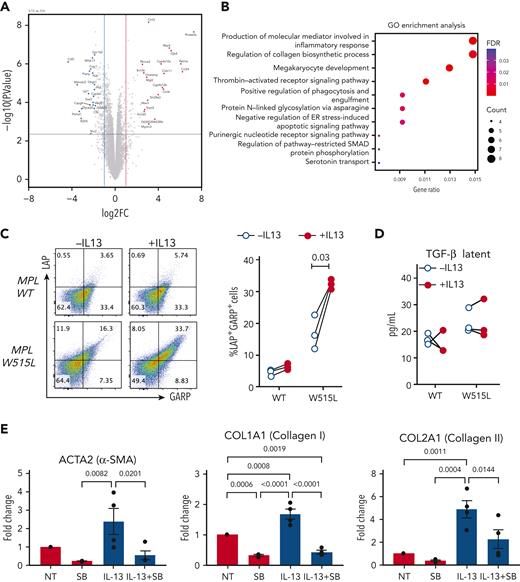 IL-13 promotes upregulation of collagen biosynthesis pathways and TGF-β expression in megakaryocytes. (A) Volcano plot of differentially expressed genes in MPLW515 cells cultured in the presence or absence of IL-13 for 4 days, as determined by bulk RNA sequencing. (B) Gene ontology enrichment analysis of the upregulated genes. (C) Expression of LAP and GARP in MPLWT and MPLW515L CD41+ megakaryocytes after 4 days of culture in the presence or absence of IL-13. Each dot represents a biological replicate. Paired Student t test was used for statistical analysis. (D) Levels of latent TGF-β in supernatants from the experiments shown in panel C. (E) Messenger RNA expression of Acta2, Col1a1, and Col2a1 in MSCs cocultured with MPLW515L megakaryocytes in the presence or absence of IL-13 and SB 431542 for 72 hours. ER, endoplasmic reticulum; FDR, false discovery rate; GO, gene ontology; MSCs, mesenchymal stromal cells; NT, no treatment; SB, SB 431542.