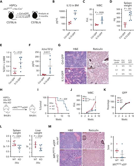 Overexpression of IL-13 promotes disease progression, whereas reduction of IL-13/IL-4 signaling ameliorates MF in vivo. (A) Schematic of experiment. (B) IL-13 levels in the BM of control (Ctrl-GFP) or IL-13 overexpressing (IL13-GFP) mice. (C) WBC counts in control and IL-13 overexpressing mice. (D) Spleen weights of indicated mice. (E) Percentage of megakaryocytes (CD41+) in the BM of control and IL-13 overexpressing mice. (F) Levels of active TGF-β in the BM of the indicated mice. (G) Hematoxylin and eosin (H&E) and reticulin staining of BM sections from Ctrl-GFP and IL13-GFP mice. Fibrosis scoring for all mice in the experiment is shown (right). (H) Schematic of the experimental setup. (I) Survival analysis of mice transplanted with Il4ra WT or KO cells. P value from the log-rank (Mantel-Cox) test is shown. WBC counts (J) and percentage of GFP+ cells (K) in peripheral blood are shown from indicated mice. (L) Spleen and liver weight of indicated mice. P value from unpaired Student t test is shown. (M) Representative images of BM sections stained with H&E and reticulin of indicated mice. Scale bar, 50 μm. Fibrosis scores are shown (right). In all graphs, the data represent the average ± SEM. eGFP, enhanced green fluorescent protein; H&E, hematoxylin and eosin; WBC, white blood cell count; WBM, whole bone marrow.