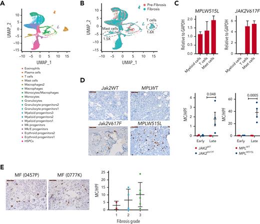 Mast cells and T cells are sources of IL-13 in MPN mouse models. (A) Uniform manifold approximation and projection (UMAP) of single-cell RNA sequencing analysis of BM cells from Jak2V617F recipient mice at 3 and 8 months after transplant (n = 2 per time point) colored by cell clusters. Data from all mice and time points are shown. (B) Uniform manifold approximation and projection of cells in prefibrotic (orange) and in fibrotic (green) stages. (C) IL-13 messenger RNA expression in sorted myeloid cells (CD11b+), T cells (CD3+), and mast cells (CD117+ FcεRIα+) from the BM of MPLW515L and Jak2V617F mice. (D) Mast cell tryptase staining in the BM of the indicated mice at early and late time points. (E) Mast cell tryptase staining of human BM biopsies from patients with MF stratified based on the fibrosis grade. GAPDH, glyceraldehyde-3-phosphate dehydrogenase; HPF, high powered field; MC, mast cells; Mk, megakaryocytic.