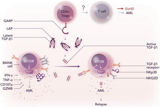 GARP-mediated activation of TGF-β1 by Tregs induces NK cell dysfunction after allo-HCT, which results in disease relapse. LAP, latency associated peptide, which prevents the binding of TGF-β1 to its receptor; OXPHOS, oxidative phosphorylation; mTOR, mammalian target of rapamycin. Professional illustration by Somersault18:24.