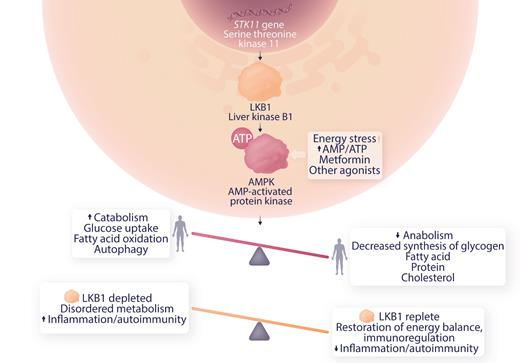 Role of LKB1 in AMPK regulation of metabolism and possible mechanism of modulation of autoimmunity in ITP. Professional illustration by Somersault18:24.