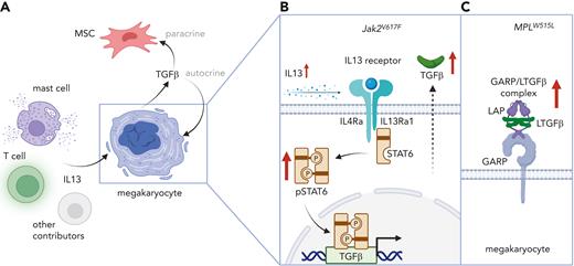 IL-13 and TGF-β cooperate to promote myelofibrosis. (A) Mast cells, T cells, and potentially other cellular sources of IL-13 are expanded in the bone marrow of prefibrotic mice These cells release profibrotic IL-13, which stimulates the production of transforming growth factor-β (TGF-β) in megakaryocytes. MSC: mesenchymal stem cell. (B) In Jak2V617F mutant megakaryocytes carrying IL-13/IL-4 receptors, IL-13 leads to increased STAT6 phosphorylation (pSTAT6) signaling and increased TGF-β secretion. IL-4Ra: IL-4 receptor alpha. IL13Ra1: IL-13 receptor alpha 1. (C) MPLW515L mutant mice show increased levels of latency-associated peptide (LAP) and glycoprotein-A repetitions predominant protein (GARP), which binds latent TGF-β (LTGF-β) on the cell surface of megakaryocytes. Figure created with BioRender.com.