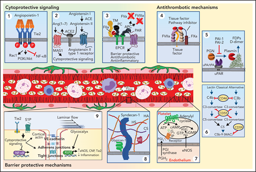 Endothelial mechanisms that maintain vascular quiescence and vessel patency. The quiescent endothelium depicted in the center of the figure features a rich glycocalyx covering its inner surface (black lines) and is surrounded by pericytes (dark green) on its out surface. Circulating cells move freely within its lumen. The endothelium has several receptor systems that mediate constitutive cytoprotective signaling (green background). (Panel 1) Activation of Tie2 (blue) by multimeric angiopoitein-1 (orange). Clustering of Tie2 by angiopoieitin-1 results in phosphorylation of the Tie2 cytoplasmic tail. Stimulation of Tie2 also promotes barrier function via activation of Rac1. (Panel 2) Although ACE produces angiotensin II, which can stimulate inflammatory signaling, the resting endothelium expresses ACE2, which cleaves angiotensin II into Ang(1-7). Ang(1-7) binds to MAS1, resulting in cytoprotective signaling. (Panel 3) The endothelium expresses thrombomodulin (TM), which binds thrombin (IIa) and occludes its fibrin binding site, modifying its substrate specificity. TM is closely associated with the endothelial protein C receptor (EPCR), which binds protein C (PC) enabling it to be cleaved by thrombin and generate activated protein C (APC). APC is a potent anticoagulant that cleaves factors Va and VIIIa. It also cleaves protease-activated receptor 1 (PAR1) at a noncanonical cleavage site, stimulating cytoprotective signaling. Antithrombotic mechanisms are indicated with yellow background. (Panel 4) The endothelium expresses tissue factor pathway inhibitor-β (TFPIβ), which associates with the membrane surface via a glycosylphosphatidylinositol (GPI) anchor. TFPIβ binds to both factor VIIa (FVIIa) and factor Xa (FXa) via its kunitz domains (red), thereby inhibiting the ability of tissue factor (TF) to activate coagulation. (Panel 5): Fibrin is cleared from the vasculature by plasmin degradation. Endothelial cells secrete both tissue plasminogen activator (tPA) and urokinase plasminogen activation (uPA), which binds to the urinokinase plasminogen activator receptor (uPAR). Plasminogen activators convert plasminogen to plasmin, which cleaves fibrin, resulting in generation of fibrin degradation products (FDPs) and d-dimer. Plasminogen activator inhibitors 1 and 2 (PAI-1 and PAI-2) inhibit tPA and uPA. (Panel 6) Several surface proteins inhibit inappropriate complement activation. These include the type 1 membrane protein CD46 that inactivates C3b and C4b, the GPI-linked membrane protein CD55 (or complement decay-accelerating factor) that prevents formation of C3-convertase and C5-convertase, and the GPI-linked membrane protein CD59 that prevents C9 polymerization, thereby blocking formation of the membrane attack complex (MAC). (Panel 7) The endothelium also elaborates nitric oxide (NO) and PGI2 to maintain platelets in a resting state. These mechanisms maintain blood flow as depicted in the schematic of a resting venule in the center of the figure: endothelium (pink rectangular cells), glycocalyx (black), platelets (beige), neutrophils (pink nucleated cells), monocytes (irregular cells with purple nucleus), and lymphocytes (blue). (Panel 8) Healthy endothelium is coated with a thick glycocalyx consisting of heparan sulfate and chondroitin sulfate attached to syndecan, hyaluronan, and glypican-1. This physical barrier buffers oncotic forces across the vessel wall and limits interaction with leukocytes and platelets. (Panel 9) Maintenance of endothelial cell barrier function (orange background) is an active process. Fluid and leukocyte extravasation is prevented by tight junctions containing junctional adhesion molecules and claudins and adherens junctions containing VE-cadherin. Activation of Tie2 by Angpt-1 or the sphingosine 1-phosphate receptor 1 (S1PR1) by sphingosine 1-phosphate (S1P) maintains cortical actin networks and promotes VE-cadherin adherens junctions at the cell surface. Cytoprotective signaling through EPCR and Tie2 inhibits activation of the inflammatory and prothrombotic transcription factor NF-κB. Laminar blood flow activates transcription factors KLF2 and KLF4, which promote maintenance of vascular tone via expression of nitric oxide synthase and C-natriuretic peptide (CNP) and reduce inflammation and thrombosis by increasing Tie2 and TM expression. Tonic bradykinin (BK) signaling through the constitutive bradykinin receptor 2 (B2R) and Angiotensin1-7 (Ang1-7) activation of the Mas1 receptor promotes vascular tone via NO synthase and suppressing inflammation. ACE, angiotensin-converting enzyme.