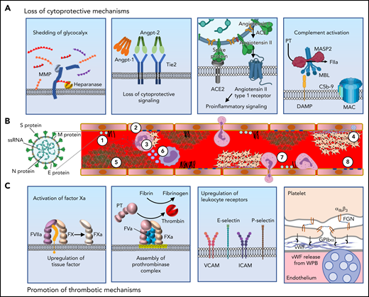 Mechanisms by which SARS-CoV-2 induces the prothrombotic transformation of the endothelium. (A) In severe systemic SARS-CoV-2 infection, endothelilal cytoprotective mechanisms are lost. The glycocalyx is degraded by metalloproteases (MMPs) and heparanases (panel 1). Several cytoprotective signaling pathways are downregulated. Featured in panel 2 is loss of Tie2 signaling, which occurs following the release of angiopoietin-2 from endothelial stores. High concentrations of angiopoietin-2 displace angiopoietin-1, with loss of clustering and decreased Tie2 phosphorylation resulting in loss of cytoprotective signaling. The spike protein of SARS-CoV-2 binds to ACE2, resulting in its endocytosis and loss from the cell surface. This prevents the cleavage of angiotensin II into Ang(1-7). The cytoprotective signaling of Ang(1-7) is therefore lost, and instead, proinflammatory signaling through the angiotensin II type 1 receptor prevails (panel 3). Complement deposition in the setting of COVID-19 results in assembly of the MAC, which permeabilizes the endothelial cell membrane (panel 4). (B) SARS-CoV-2 contains (1) S protein, which binds ACE2 facilitating endocytosis, (2) membrane protein (M protein) and envelope protein (E protein), which reside in the viral membrane and (3) nucleocaspid protein that encapsulates SARS-CoV-2 single stranded RNA (ssRNA). SARS-CoV-2 elicits a prothrombotic transformation of the endothelium that results in occlusion of microcirculation by several mechanisms: (1) Loss of glycocalyx integrity provides SARS-CoV-2 better access to endothelial cell receptors. (2) Decreased cytoprotective signaling results in loss of barrier fortification and increased endothelial damage, dysfunction, and phosphatidylserine exposure (yellow outline). (3) Neutrophil-platelet aggregates are found in the circulation in COVID-19 and facilitate the release of NETs from neutrophils. (4) Activation of platelets and vWF release results in formation of platelet-rich thrombi. (5) Fibrin formation on the endothelium results from activation of both the intrinsic and extrinsic pathways. (6) Generation of TF-bearing microparticles (small purple circles) from activated macrophages also contributes to fibrin formation. (7) Endothelial-leukocyte interactions and loss of barrier function enable arrest and transmigration of leukocytes from the endothelium. (8) Permeabilization of membranes by complement deposition results in endothelial cell damage. (C) Several molecular processes contribute to the prothrombotic transformation of the endothelium. Upregulation of tissue factor in activated endothelium along with downregulation of TM and EPCR results in the activation of factor X to factor Xa (panel 1). Externalization of plasma membrane phosphatidylserine (yellow) facilitates assembly of the prothrombinase complex, resulting in the generation of thrombin from prothrombin (panel 2). Upregulation of leukocyte adhesion molecules including VCAM, ICAM, E-selectin, and P-selectin promotes the association of leukocytes with endothelium and facilitates their transmigration into surrounding tissue (panel 3). Endothelial dysfunction interferes with production of NO and PGI2, and secretion of vWF from Weibel-Palade bodies (WPB, blue) facilitates recruitment of platelets to the endothelial surface. Platelets bind to vWF primarily via GPIbα of the GPIbα-GPIbβ-IX-V complex. Platelet-platelet aggregation is mediated largely through the binding of fibrinogen by integrin αIIbβ3 (panel 4). vWF, von Willebrand factor; NETs, neutrophil extracellular traps.