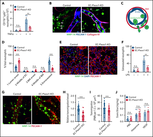 PIEZO1 mediates leukocyte transendothelial migration in vivo. (A) Endothelium-specific PIEZO1-deficient mice (EC-Piezo1-KO) or control animals were injected intraperitoneally with PBS or 500 ng of TNFα, and the number of peritoneal CD11b+;Ly6G+ neutrophils was determined by flow cytometry (n = 4 mice, −TNFα; n = 5 mice, +TNFα). (B-D) EC-Piezo1-KO and control mice were treated with croton oil on 1 ear. Six hours later, animals were euthanized, and ears were immunostained as whole mounts with antibodies against PECAM-1 (blue, endothelium), collagen-IV (red, basement membrane), and MRP14 (green, neutrophil). Arrows indicate neutrophils. Scale bar, 10 μm. (B) Representative images of stained ears. (C) Schematic drawing illustrating the criteria to delineate the 5 positions in which leukocyte are found during extravasation. (D) Distribution pattern of neutrophil positions relative to the endothelium and basement membrane (n = 16 mice, control; n = 14 mice, EC-Piezo1-KO; 3-5 vessels were analyzed per animal). (E-F) Confocal imaging of PMNs and lung microvessels 4 hours after intraperitoneal injection of 1 mg/kg LPS in EC-Piezo-KO and control mice (E). Quantitative analysis of extravasated neutrophils per field (F; n = 6 mice, wild type; n = 6 mice, EC-Piezo1-KO). (G-H) EC-Piezo1-KO and control animals were injected with 50 ng (in 100 µL PBS) IL-1β intrascrotally. After 3 hours, the cremaster muscle was isolated and stained for PECAM-1 and MRP14 (G). The quantitative analysis of extravasated neutrophils per vessel area is shown in panel H (n = 8 mice, control; n = 10 mice, EC-Piezo1-KO; 2-3 vessels were analyzed per animal). (I) EC-Piezo1-KO and control mice were analyzed by intravital microscopy of cremaster venules 4 hours after injection of 50 ng IL-1β for extravasated leukocytes (n = 9 mice per group; 4-10 measurements per animal). (J) Evans blue extravasation was assessed after subcutaneous injection of 20 µL PBS without or with 100 μM of histamine or 100 ng/mL VEGF (n = 8 mice, PBS and histamine; n = 4 mice, VEGF). Shown are mean values ± SEM. n.s., nonsignificant; **P ≤ .01; ***P ≤ .001 (unpaired t test).