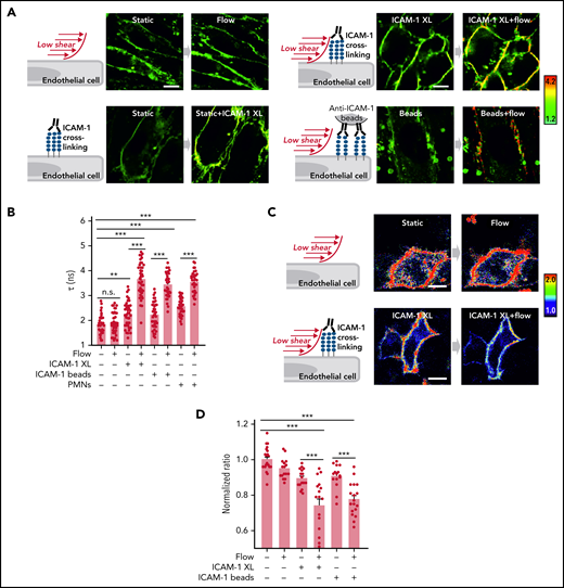 Flow and ICAM-1 clustering synergistically increase endothelial membrane tension. (A-B) Fluorescence lifetime τ1 images of FliptR in TNFα-activated HUVECs kept under static conditions or in the presence of low flow (1.2 dynes/cm2) or exposed to anti–ICAM-1 antibody beads or to anti–ICAM-1 crosslinking antibodies (ICAM-1 XL) without or together with low flow. The color bar corresponds to lifetime in nanoseconds. Scale bar, 15 µm. Corresponding lifetime mean values indicating membrane tension are shown in the bar diagram (B; n = 40 measurements from 5 independent experiments). (C-D) Representative pseudocolored Förster resonance energy transfer (FRET) images of MSS-expressing cells kept under static conditions or in the presence of low flow (1.2 dynes/cm2) or exposed to anti–ICAM-1 crosslinking antibodies (ICAM-1 XL) without or together with low flow (C). The color bar indicates YPet/ECFP emission ratio. Corresponding normalized YPet/ECFP emission ratio of Förster resonance energy transfer (FRET) biosensors indicating membrane tension are shown in the bar diagram (D; n = 15-22 measurements from 3 independent experiments). Shown are mean values ± SEM. n.s., nonsignificant; **P ≤ .01; ***P ≤ .001 (1-way ANOVA).