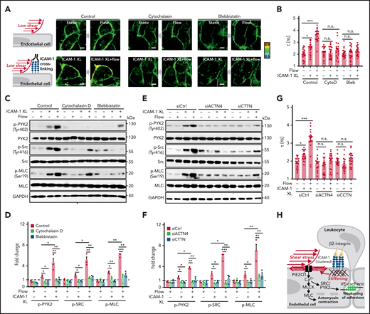 Actin polymerization and actomyosin contractility mediate increase of endothelial membrane tension and downstream signaling induced by ICAM-1 clustering. (A-G) HUVECs were preincubated without or with 10 µM cytochalasin D (CytoD) or 30 µM blebbistatin (Bleb) (A-D) or were transfected with control siRNA (siCtrl) or siRNA directed against the RNA encoding α-actinin-4 (siACTN4) or cortactin (siCTTN) (E-G) and were exposed to low flow alone, anti–ICAM-1 clustering antibodies (ICAM-1 XL) alone or both, and membrane tension was determined using FliptR (A-B,G; n = 20 measurements from 3 independent experiments), or immunoblot analysis of total and phosphorylated PYK2, SRC, and MLC was performed (C-F). Bar diagrams show lifetime mean values (B,G) or immunoblot analysis of total and phosphorylated PYK2, SRC, and MLC (D,F; 3 independently performed immunoblot experiments). (H) Schematic representation showing how fluid shear stress exerted by the flowing blood and leukocyte-induced ICAM-1 clustering synergistically activate PIEZO1 to induce downstream signaling events resulting in opening of the endothelial barrier. Shown are mean values ± SEM. *P ≤ .05; **P ≤ .01; ***P ≤ .001 (1-way ANOVA).
