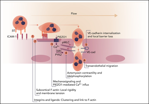 Order of events for endothelial signaling in leukocyte extravasation. (1) Leukocyte firm adhesion mediated by β2-integrins induces clustering of endothelial ICAM-1 and its association with actin-binding proteins (such as α-actinin4 and cortactin1,8). (2) This mediates reorganization of cortical F-actin to promote local stiffening with concomitant increased tension. (3) Flow and local tension cooperate to activate PIEZO1. (4) The increase in intracellular calcium triggers activation of SRC and PYK2 and induces, through phosphorylation of myosin light chain (pMLC), actomyosin contraction, disrupting vascular endothelial (VE)-cadherin complexes in cell-cell contacts. (5) Local loss of VE-cadherin–mediated adhesion drives its internalization and (6) efficient leukocyte migration across the endothelial barrier. Professional illustration by Somersault 18:24.