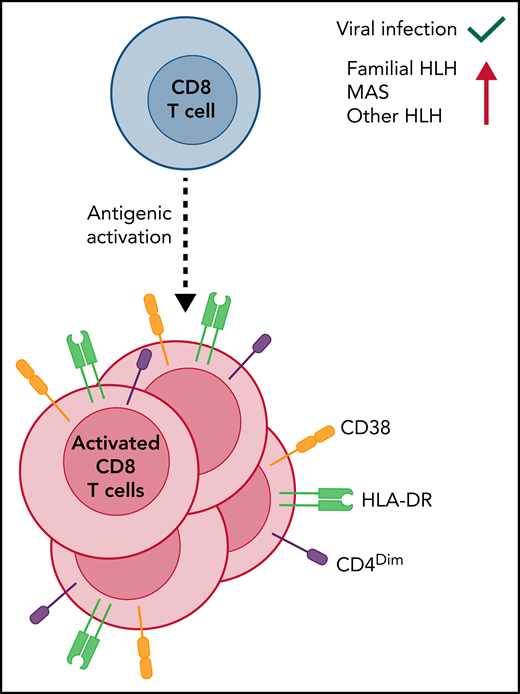 CD8 T-cell activation as a key measure in various forms of HLH, including MAS. When CD8 T cells are activated by encounter with cognate antigens, they divide and differentiate. Some cell surface markers, including high levels of CD38, HLA-DR, and low levels of CD4, have been demonstrated in humans to signify recent antigenic activation. Although this process is a normal part of T-cell responses, experimental models of HLH demonstrate that CD8 T-cell activation is greatly heightened and drives disease pathogenesis. Similarly, patients with familial HLH display distinctive and high levels of recently activated CD8 T cells. De Matteis et al have now extended this finding to patients with MAS and other secondary HLH and identify dim CD4 expression as correlating with MAS severity.