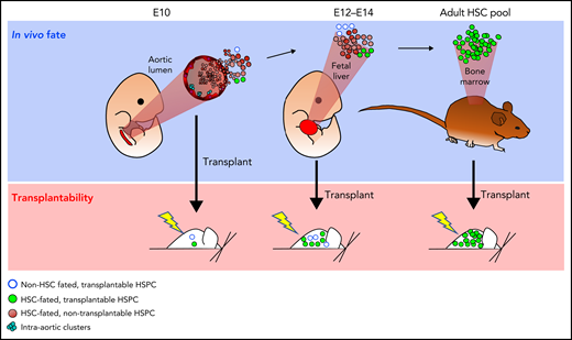 Possible differences in unperturbed in vivo fate and transplantability. At key developmental time points, noninvasive fate mapping studies and phenotypic analyses indicate the presence of far more HSC-fated precursors than are capable of engraftment in transplantation assays. At E10 in the aortic lumen and E12 to E14 in the FL, a few rare HSC-committed hematopoietic stem and progenitor cells (HSPCs) are already sufficiently mature to be transplantable (green), but most HSC-fated HSPCs are not (brown). A small transplantable pool of HSPCs may also be present that would never realize an adult HSC fate without transplantation (blue circles). Differences in unperturbed in vivo fate vs transplantation potential may arise from immaturity of HSPCs at the time of transplantation, stresses associated with ex vivo manipulations, and niche availability.