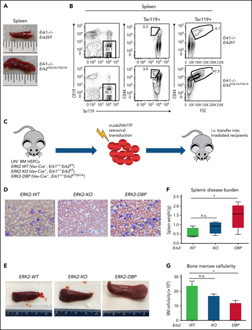 Effect of disabling the ERK2-DBP domain on erythropoiesis and JAK2V617F-driven PV progression. (A) Photograph of representative spleens from Erk2-WT and ERK2Y261A/Y261A mice. (B) Flow cytometry analysis on the effect of disabling the ERK2-DBP domain on expansion of red blood cell precursors (CD44+/Ter119+) in mice of the indicated genotypes. (C) Adoptive transfer model of PV. Lin− HSPCs were harvested from the BM of ERK2-WT, -KO or -Y261A (DBP) mice; transduced with JAK2V617F-expressing retrovirus; and IV injected into sublethally irradiated immunodeficient recipient mice (n = 7 per group). (D) Peripheral blood smears from ERK2-WT, -KO, and –DBP-Y261A HSPC recipient mice at 12 weeks after transfer. Scale bars, 20 µm, Wright-Giemsa stain. (E-F) Spleen size and weight of mice transferred with JAK2V617F-transduced ERK-WT–, -KO–, and -DBP–mutant HSPCs. Results are expressed as the mean ± standard deviation (SD). *P < .05. (G) BM cell counts of JAK2V617F-transduced ERK-WT–, -KO–, or -DBP–mutant mice. The data are expressed as the mean ± SD. *P < .05; n.s., not significant.